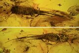 Phenomenal Fossil Bristletail (Archaeognatha) In Baltic Amber #73323-2